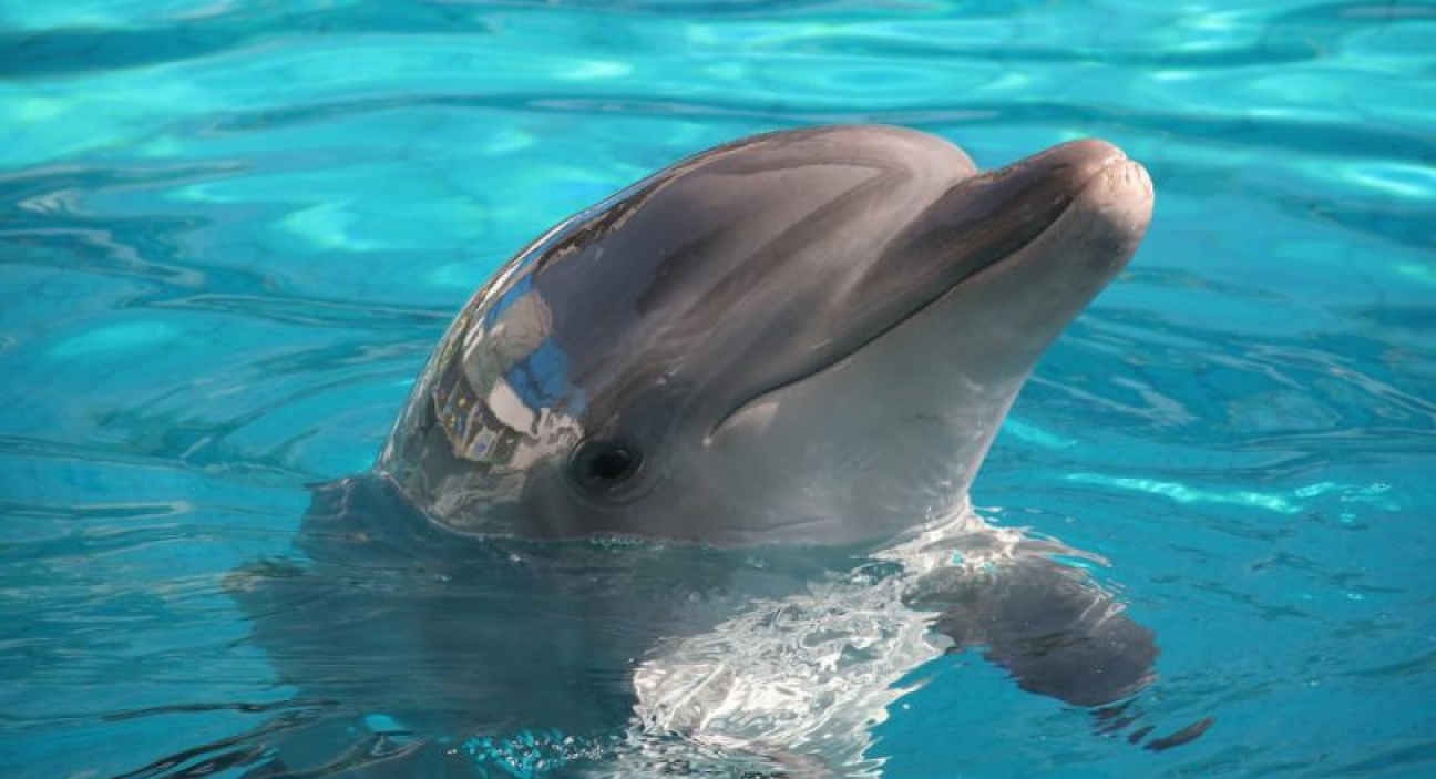 Cómo ver Delfines y Ballenas en Tenerife