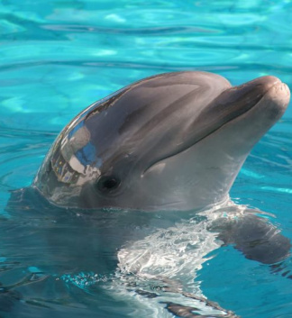 Cómo ver Delfines y Ballenas en Tenerife