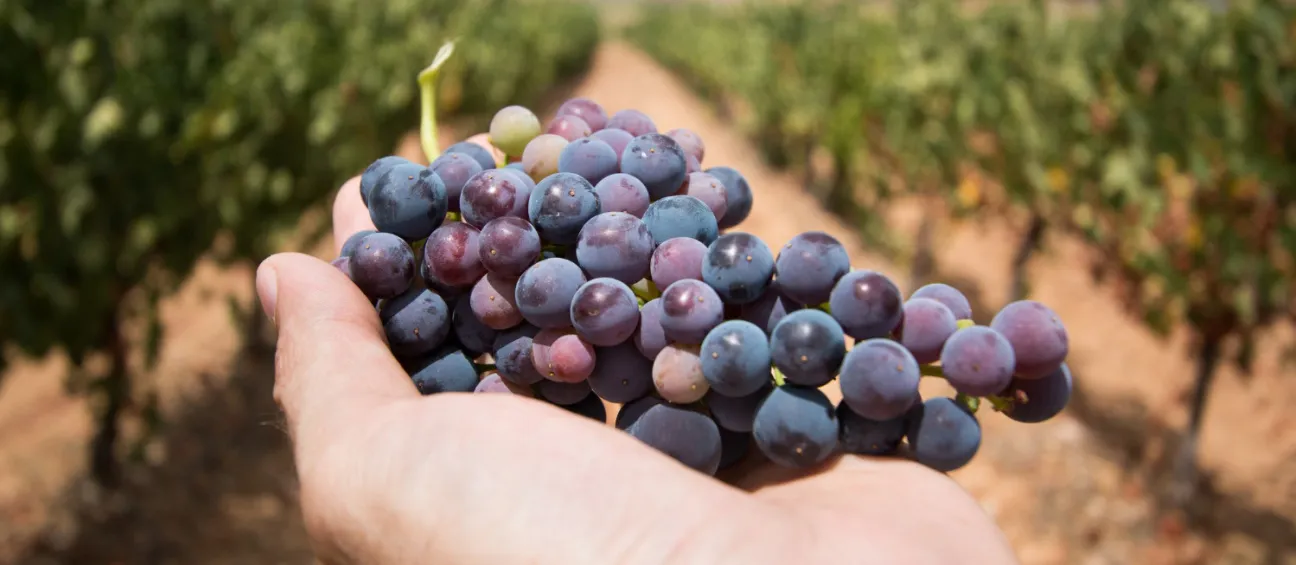 Mano sosteniendo racimo de uvas moradas.