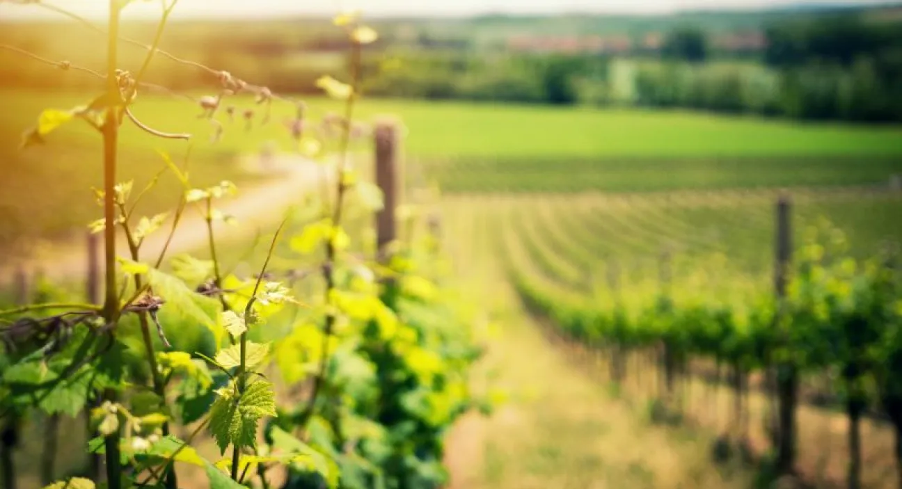 Cata de vinos en Rioja Alavesa