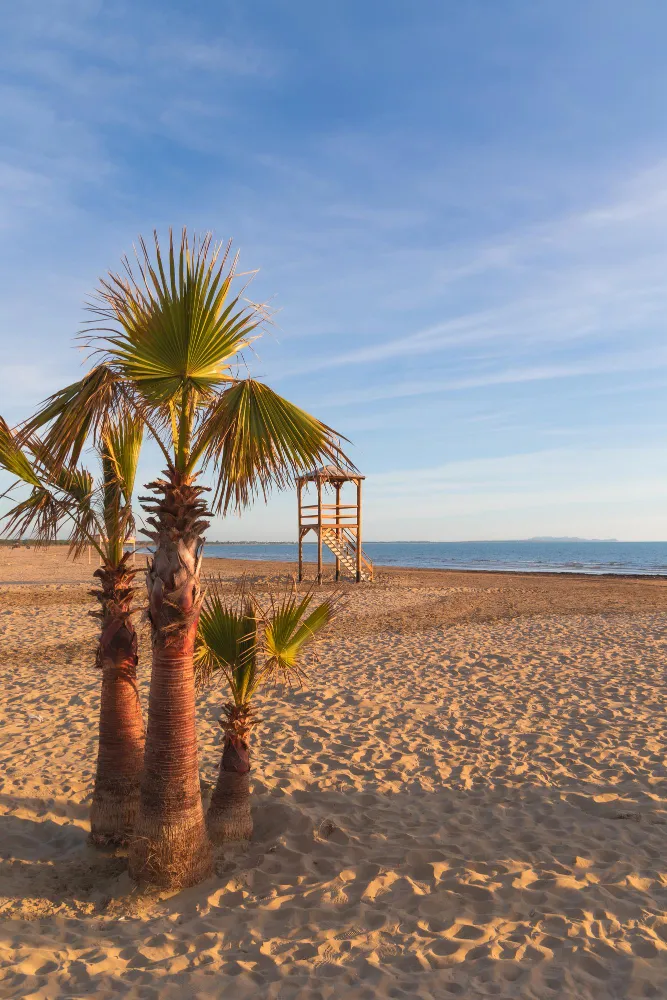 Beach with palm trees and lifeguard tower.